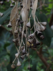 Eucalyptus paniculata