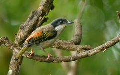 Pteruthius aeralatus validirostris