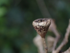 Eucalyptus paniculata