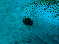 Holothuria fuscopunctata