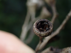Eucalyptus paniculata