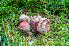 Rubroboletus rubrosanguineus