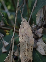 Eucalyptus paniculata