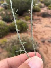 Psorothamnus scoparius