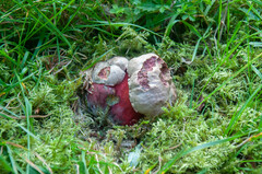 Rubroboletus rubrosanguineus