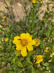 Flourensia thurifera