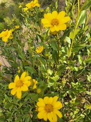 Flourensia thurifera