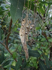Eucalyptus paniculata