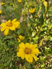 Flourensia thurifera