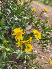 Flourensia thurifera