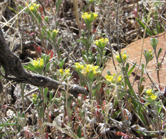 Alyssum desertorum