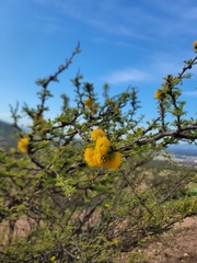 Vachellia caven