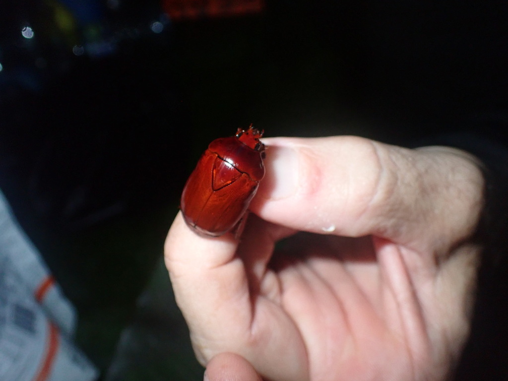 Lagochile brunnea