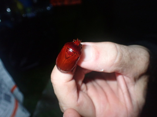 Lagochile brunnea