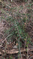 Ligustrum quihoui