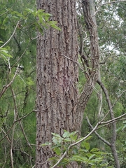 Eucalyptus paniculata