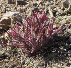 Castilleja angustifolia angustifolia
