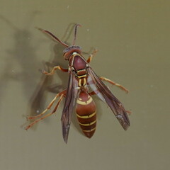 Polistes bellicosus
