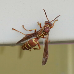 Polistes bellicosus
