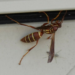 Polistes bellicosus