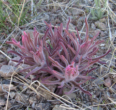 Castilleja angustifolia angustifolia