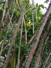 Brugmansia versicolor