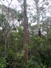 Eucalyptus paniculata