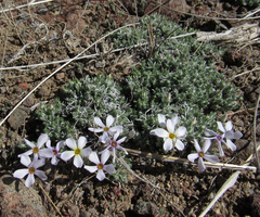 Phlox hoodii