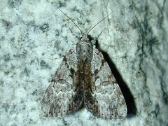 Catocala andromedae