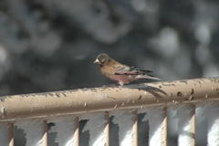 Leucosticte australis