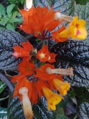 Chrysothemis pulchella