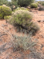 Psorothamnus scoparius