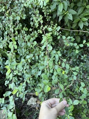 Erythroxylum brevipes