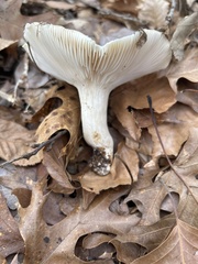 Hygrophorus subsordidus