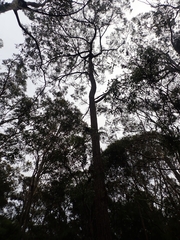 Eucalyptus paniculata