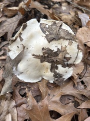Hygrophorus subsordidus