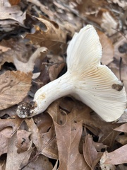 Hygrophorus subsordidus
