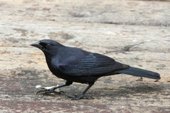 Ptiloxena atroviolacea