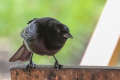 Ptiloxena atroviolacea