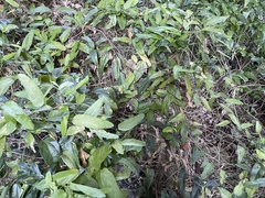 Passiflora multiflora