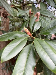 Photinia serratifolia