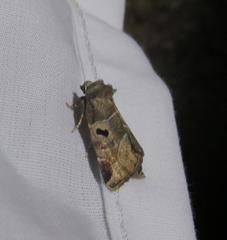 Plagiomimicus pityochromus