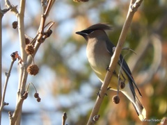 Bombycilla cedrorum