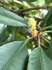 Photinia serratifolia