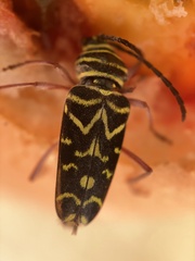 Megacyllene caryae