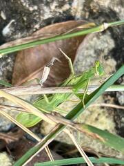Photiomantis