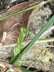 Photiomantis