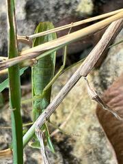 Photiomantis