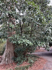 Photinia serratifolia