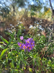 Solanum crispum